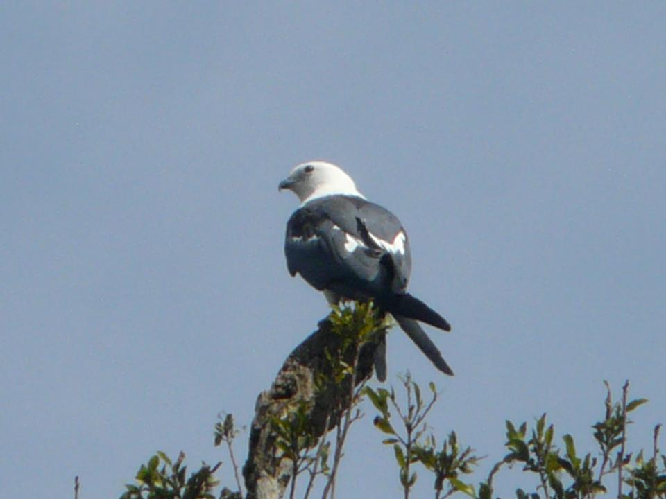 FIGURE 1 FIGURE 1